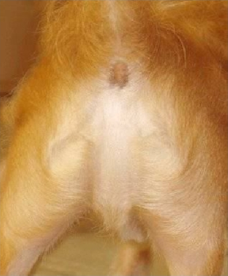 no respetan ni a los perros.
