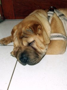 una máquina de dormir