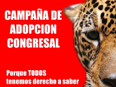Campaña adopte a un congresista – José Mallqui